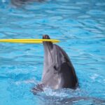 Dolphin Show in Sharm El Sheikh