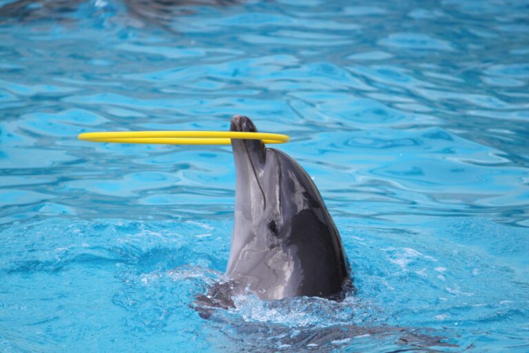 Dolphin Show in Sharm El Sheikh