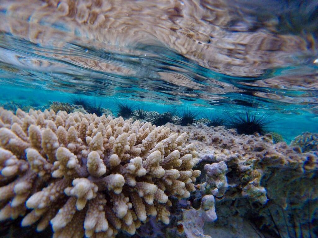 Blue hole, Dahab and Abu Galum Tour