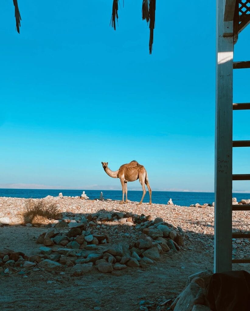 Blue hole, Dahab and Abu Galum Tour