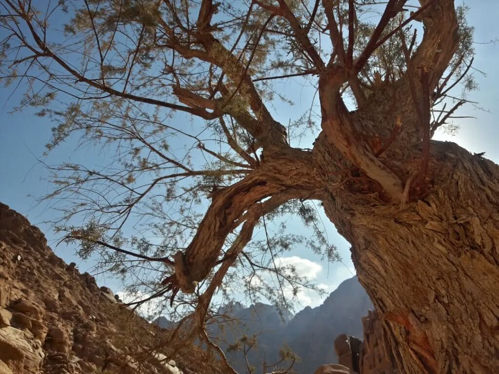 Saint Catherine Tour in Sharm El sheikh