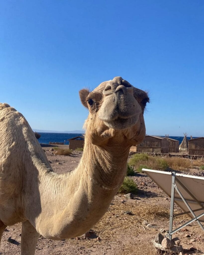 Blue hole, Dahab and Abu Galum Tour