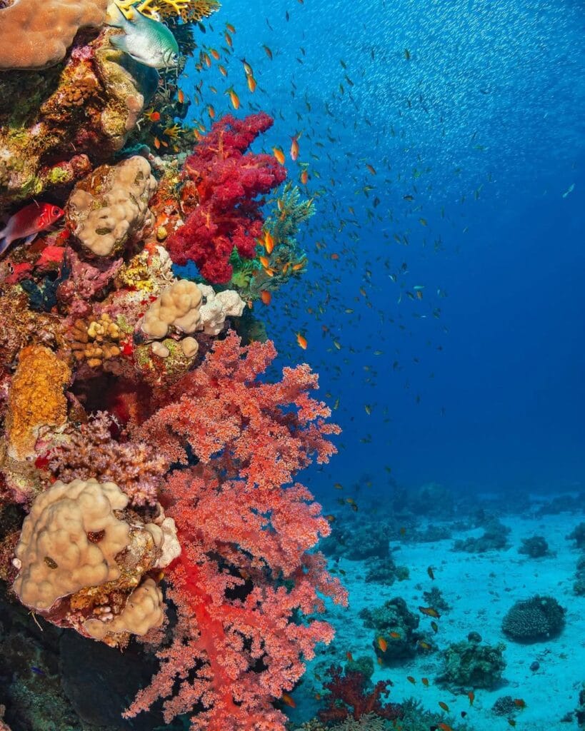 Giftun Island Tour