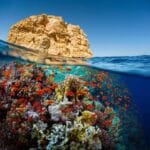Giftun Island Tour