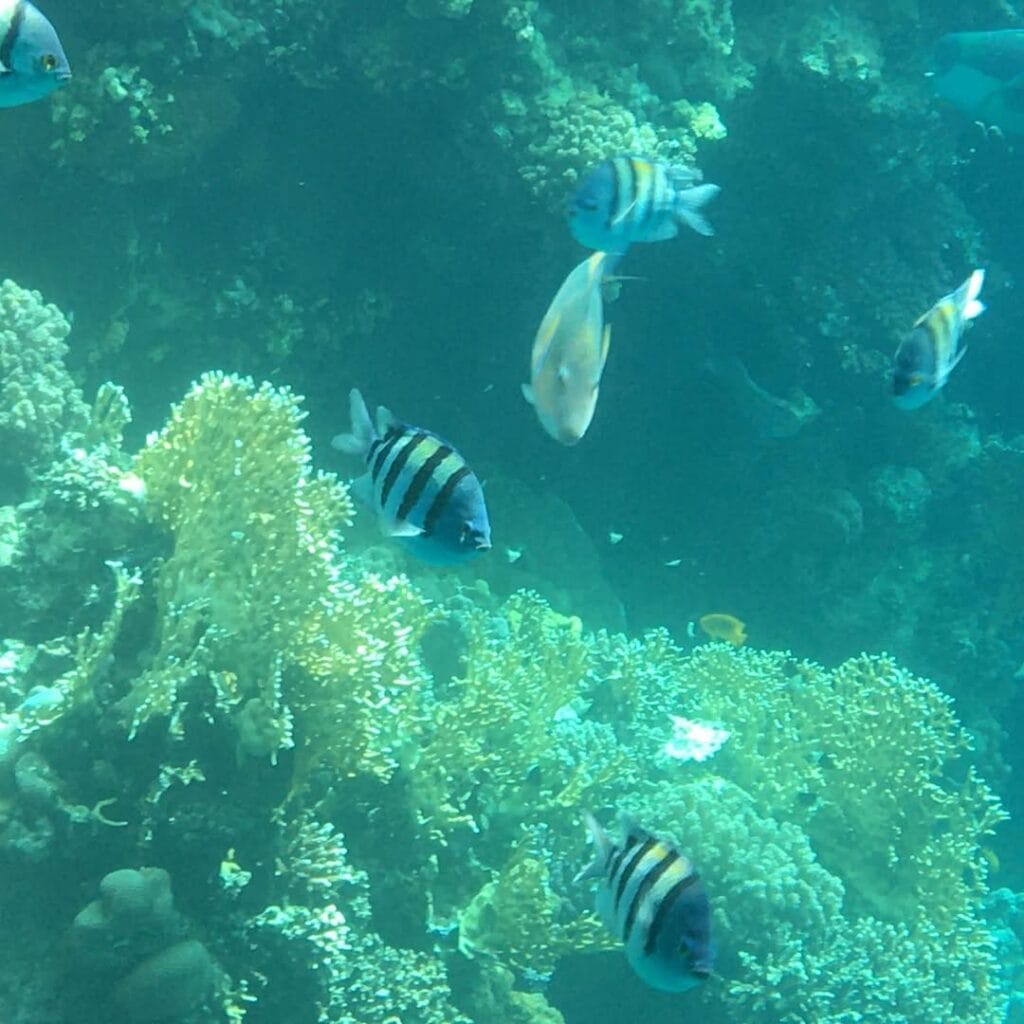 Sea Scope Hurghada