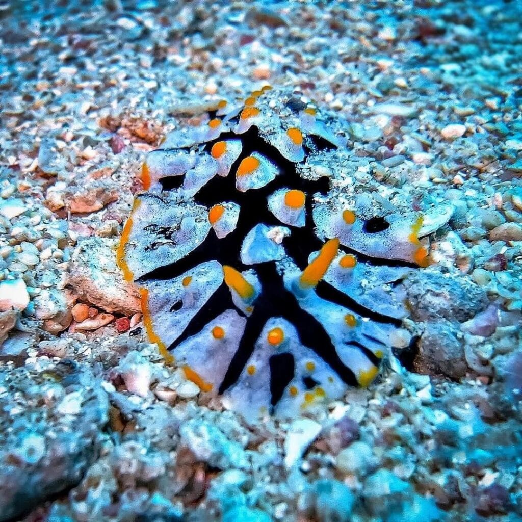 Blue hole, Dahab and Abu Galum Tour