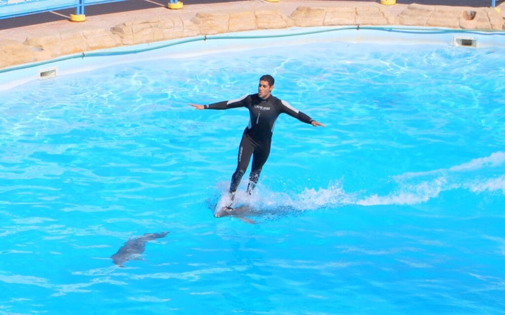 Dolphin Show Hurghada