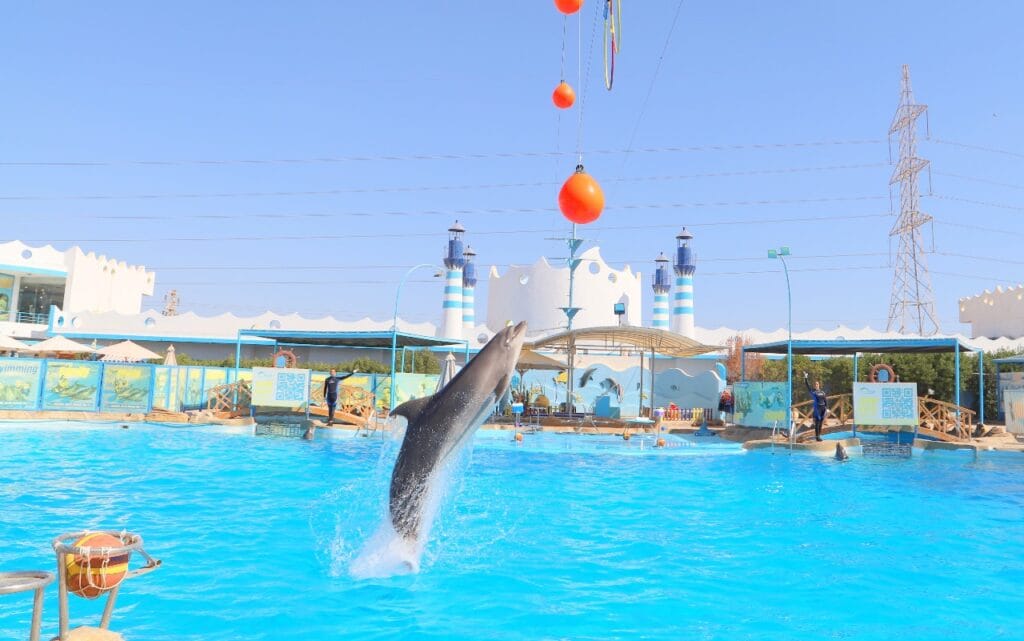 Dolphin Show Hurghada