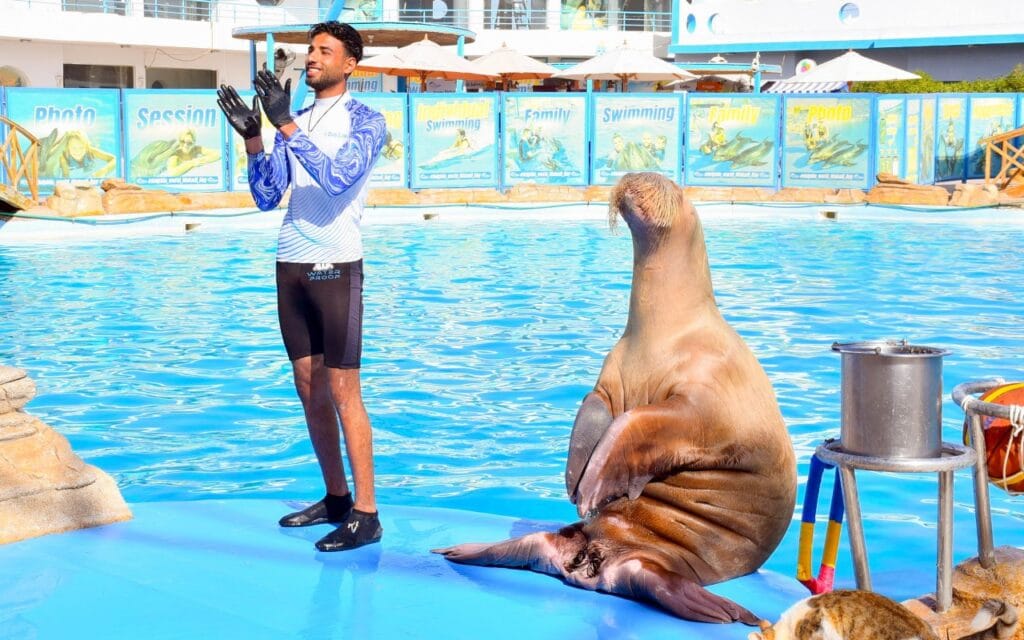 Dolphin Show Hurghada