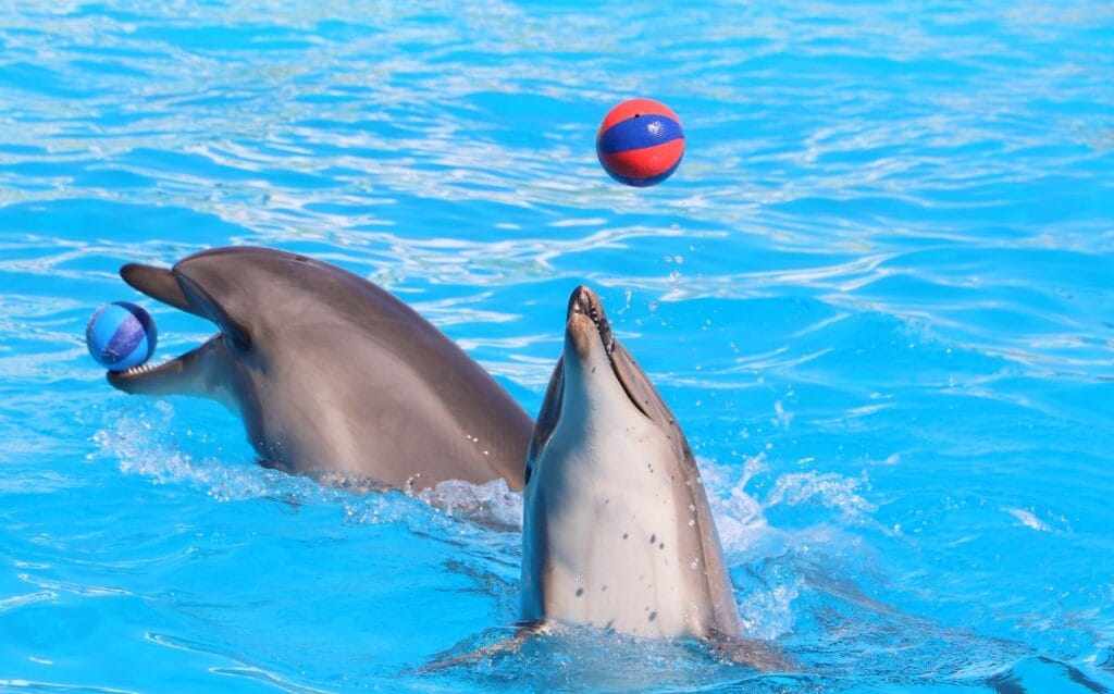 Dolphin Show Hurghada