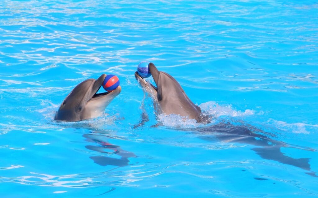 Dolphin Show Hurghada