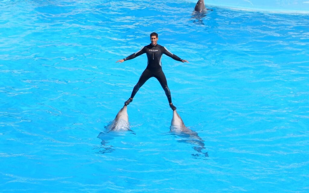 Dolphin Show Hurghada