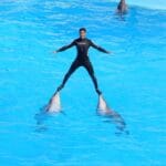 Dolphin Show Hurghada