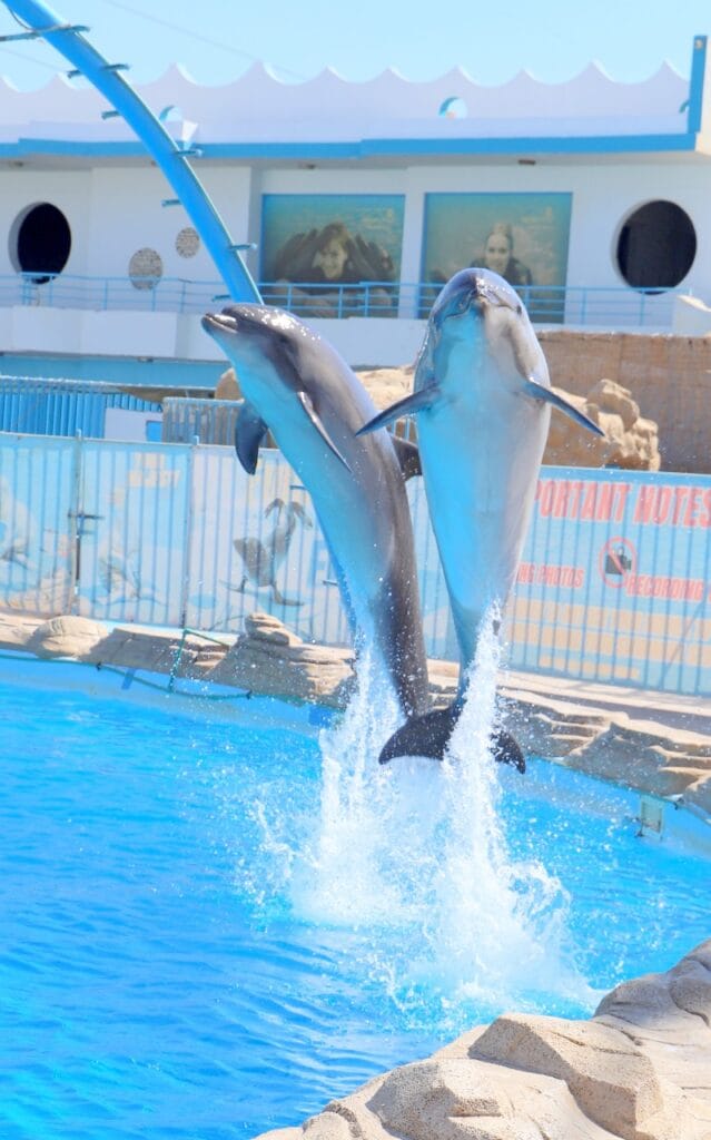 Dolphin Show Hurghada