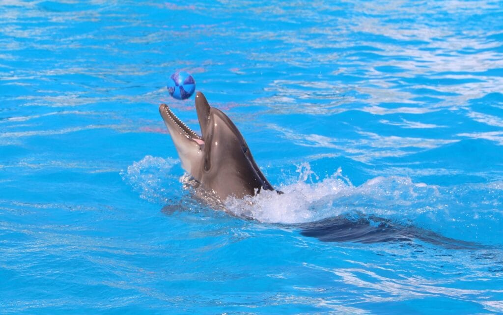Dolphin Show Hurghada