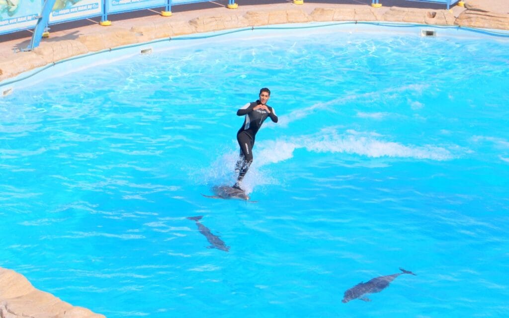 Dolphin Show Hurghada