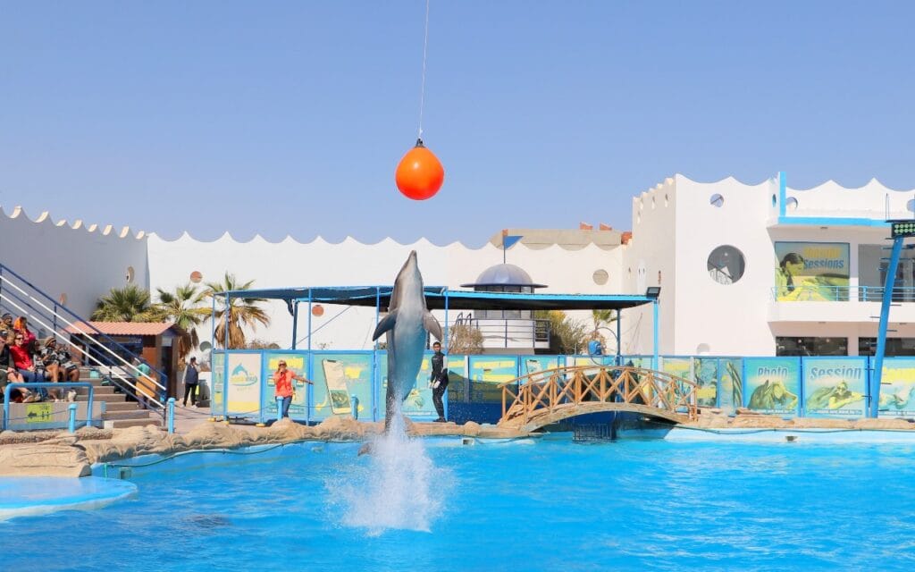 Dolphin Show Hurghada