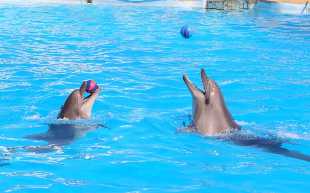 Dolphin Show Hurghada