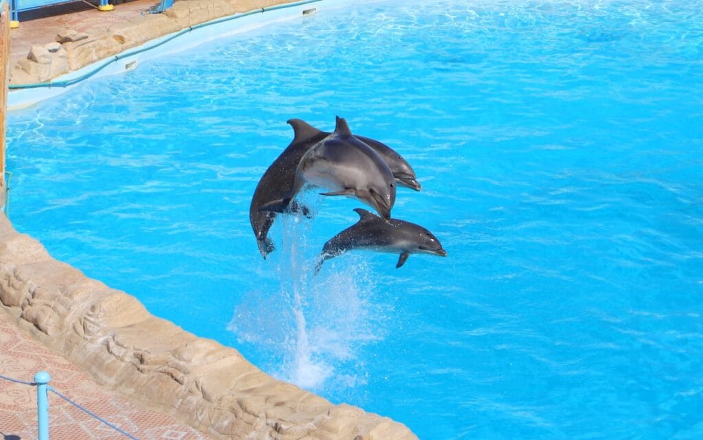 Dolphina Show and Swim with Dolphins in Sharm El Sheikh