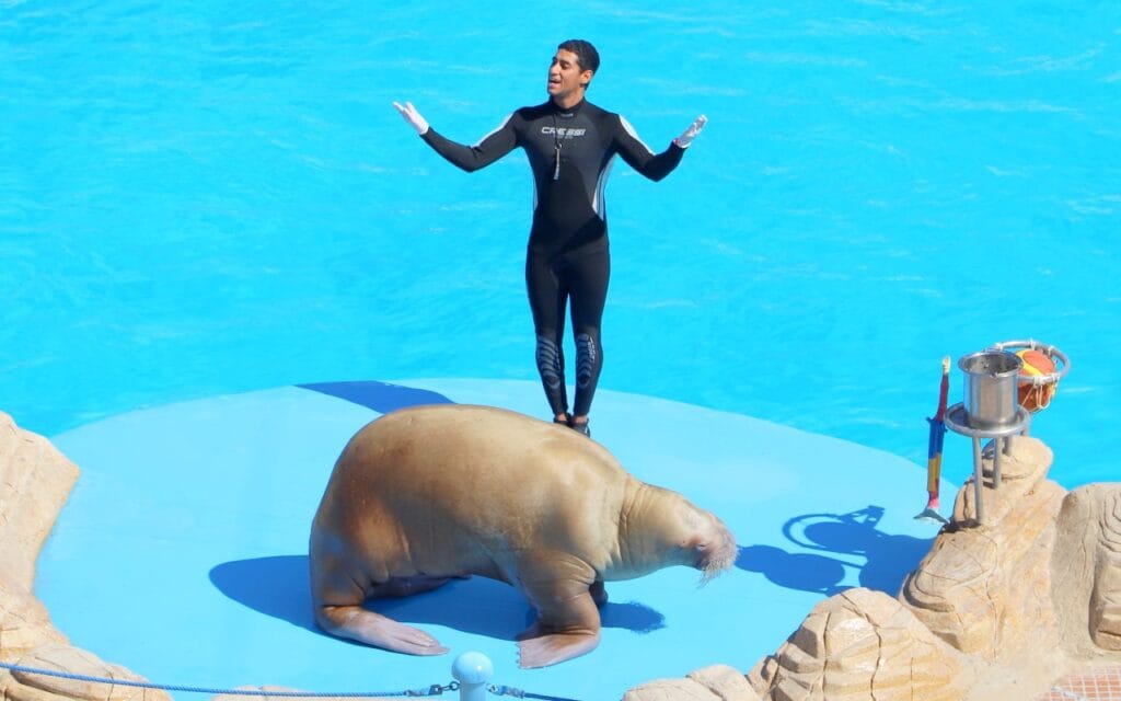 Dolphin Show Hurghada