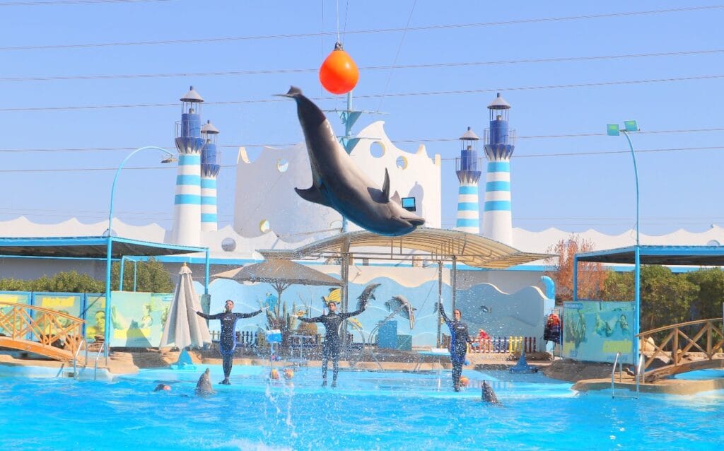 Dolphina Show and Swim with Dolphins in Sharm El Sheikh