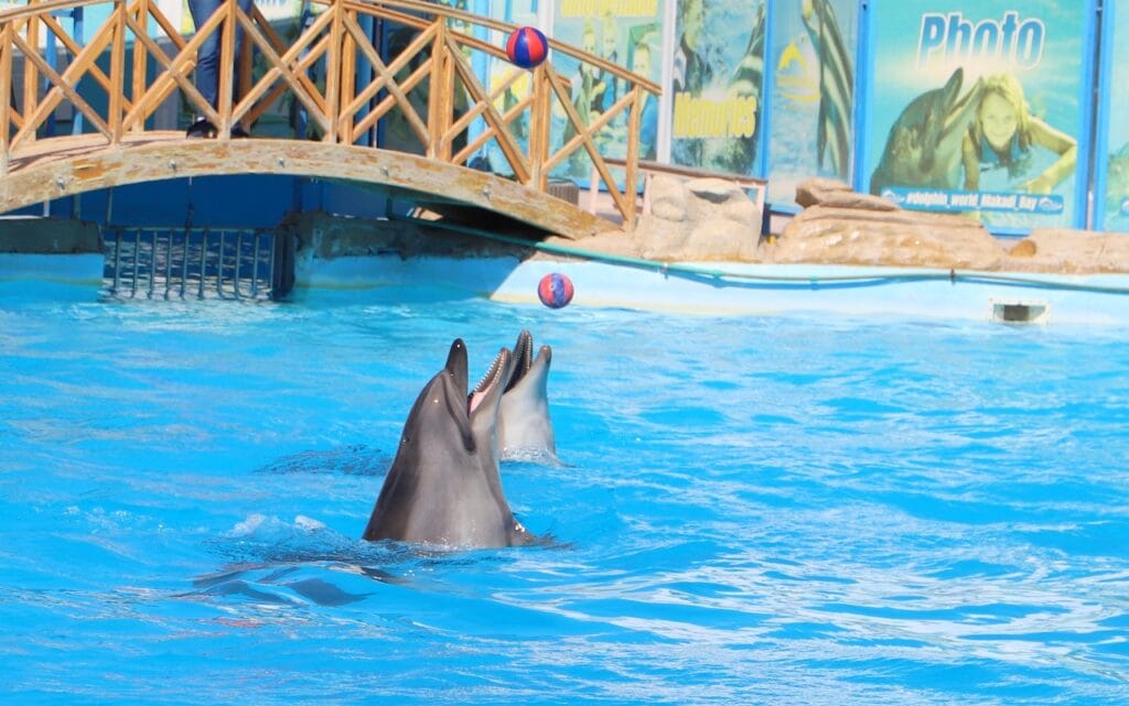 Dolphina Show and Swim with Dolphins in Sharm El Sheikh