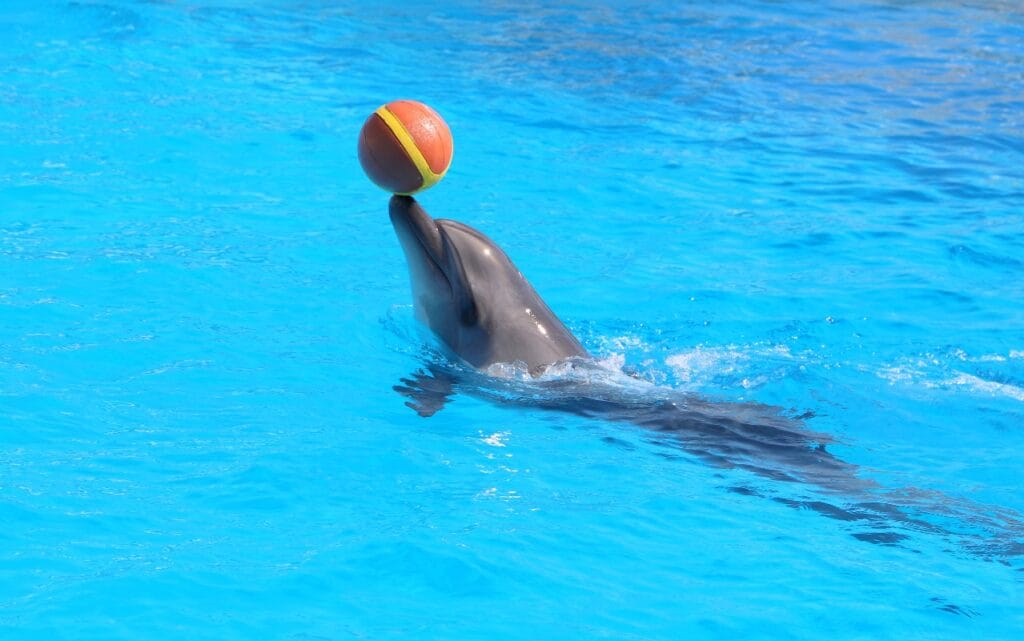 Dolphina Show and Swim with Dolphins in Sharm El Sheikh