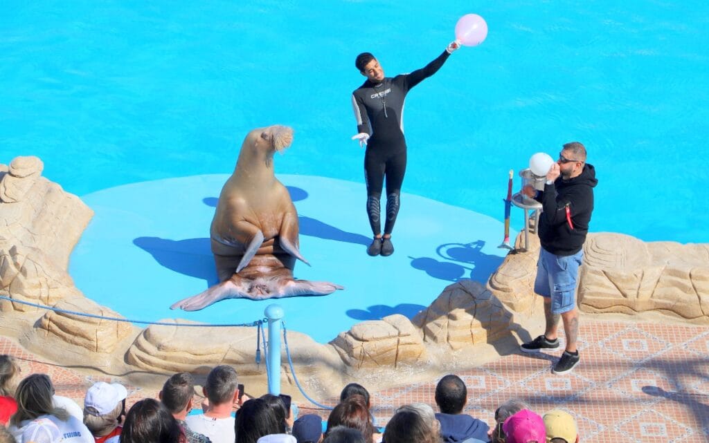 Dolphina Show and Swim with Dolphins in Sharm El Sheikh