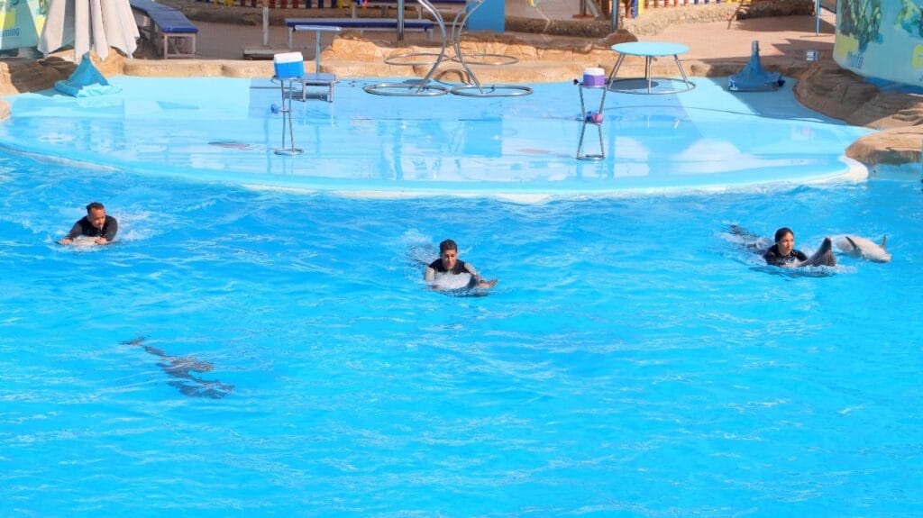 Dolphina Show and Swim with Dolphins in Sharm El Sheikh