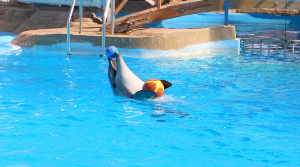 Dolphina Show and Swim with Dolphins in Sharm El Sheikh