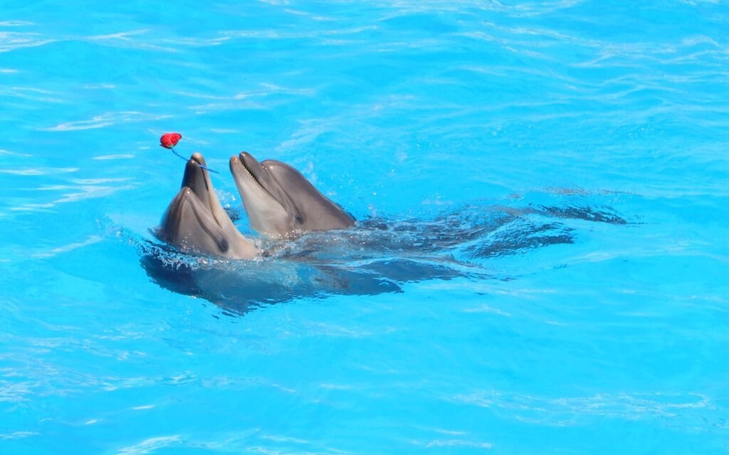 Dolphina Show and Swim with Dolphins in Sharm El Sheikh