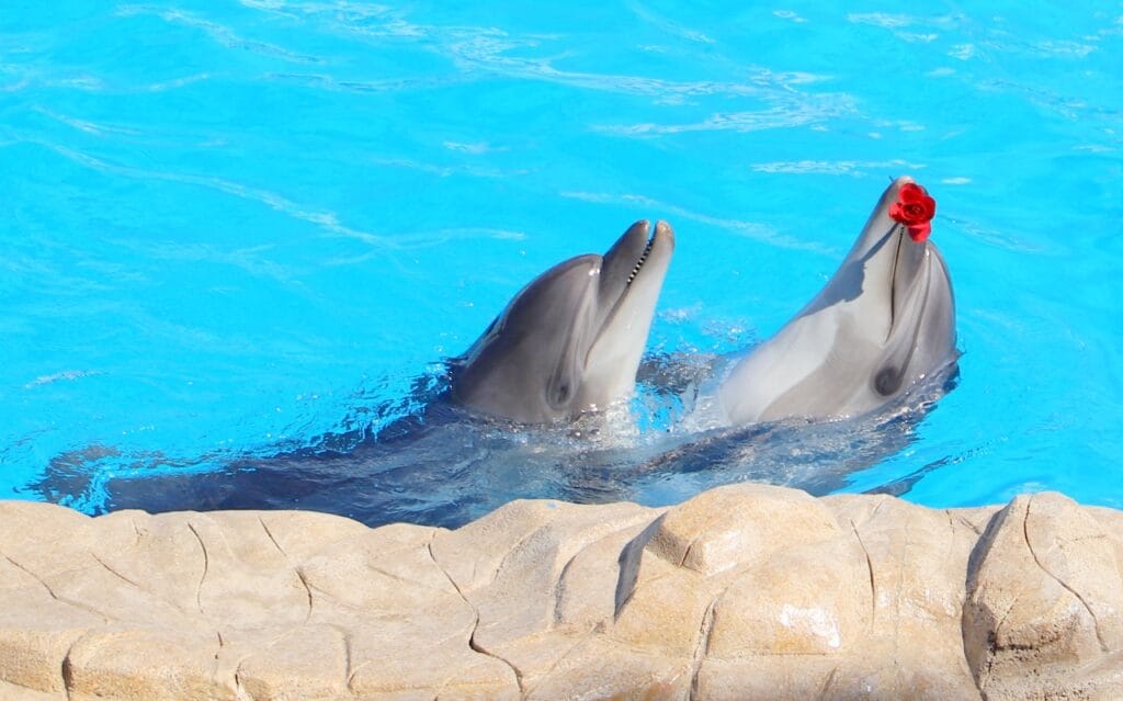 Dolphina Show and Swim with Dolphins in Sharm El Sheikh