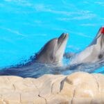 Dolphina Show and Swim with Dolphins in Sharm El Sheikh