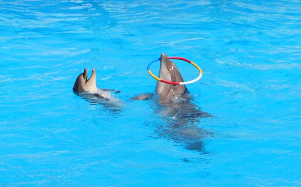 Dolphina Show and Swim with Dolphins in Sharm El Sheikh