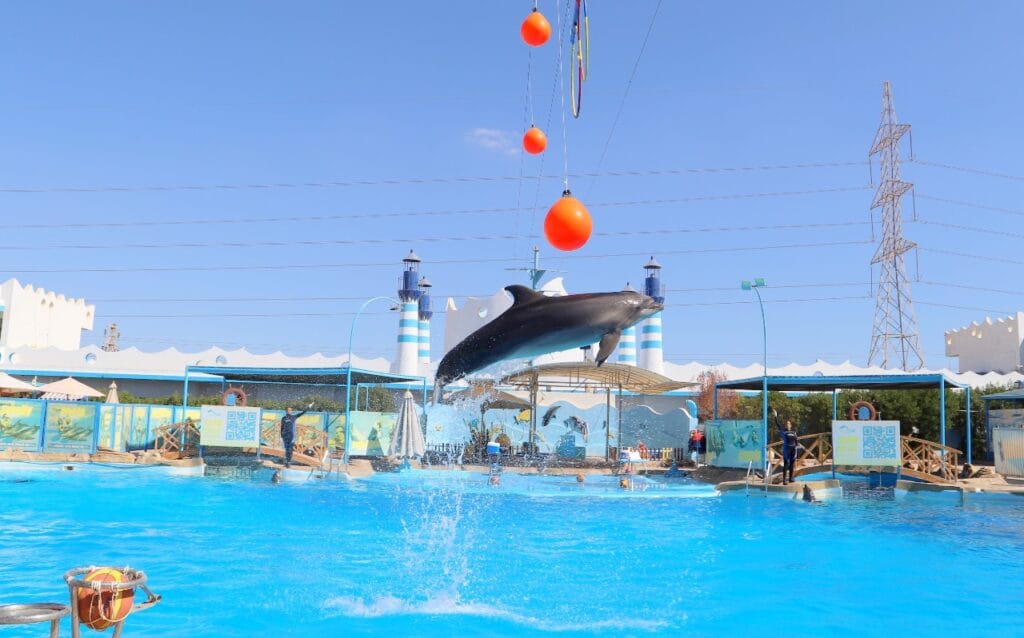 Dolphina Show and Swim with Dolphins in Sharm El Sheikh