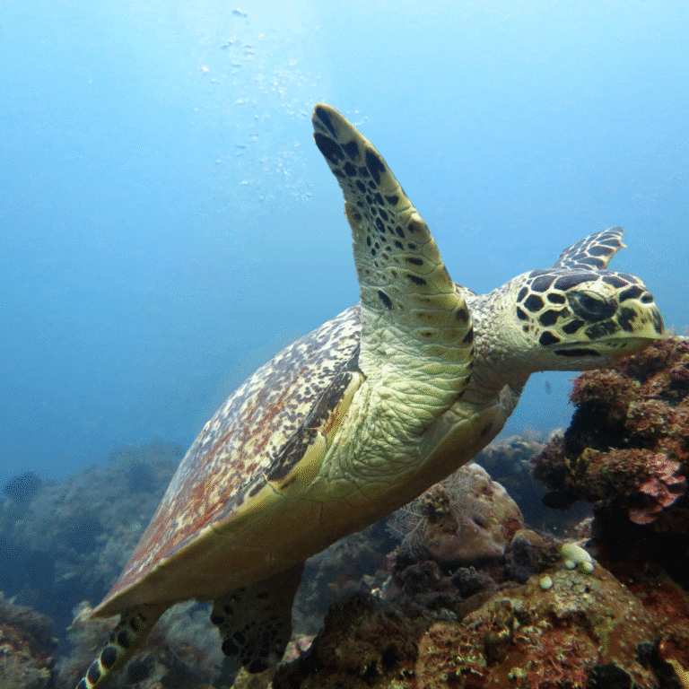 Marsa Alam Tours