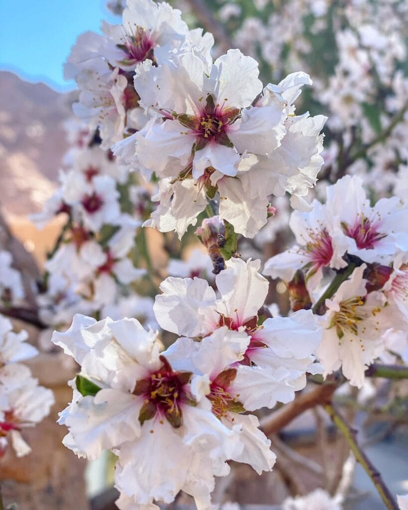 Saint Catherine Monastery and Dahab tour